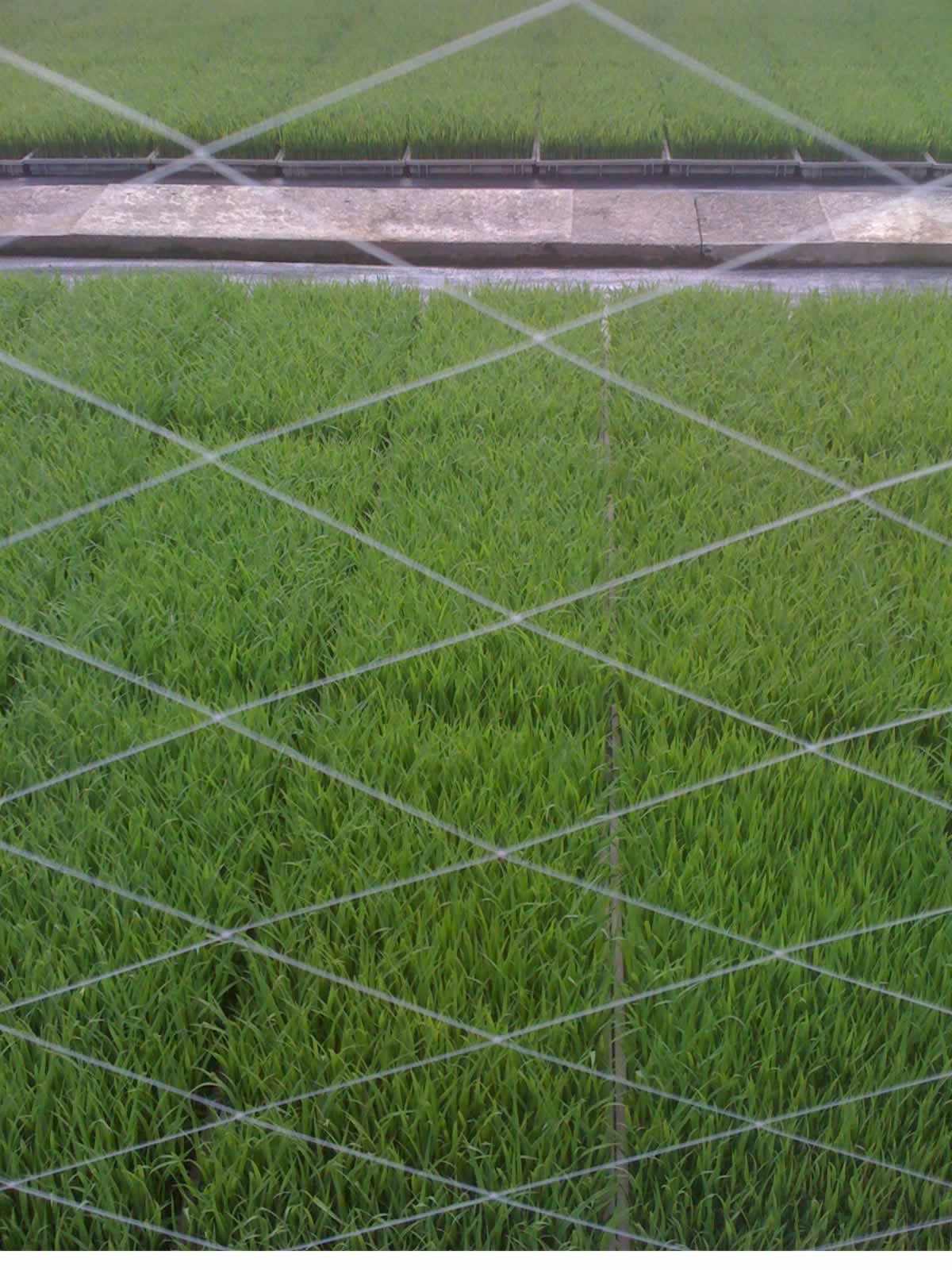 農業